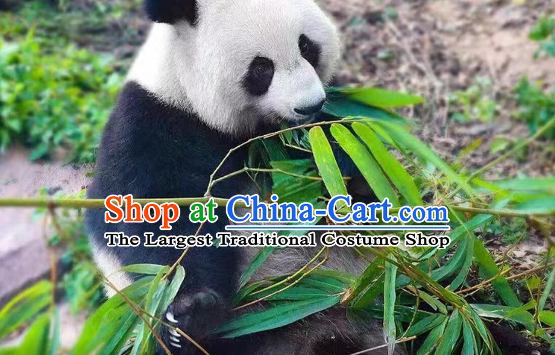 China Travel Chengdu Panda Popular Tourist Route Private Journey  Days Tour